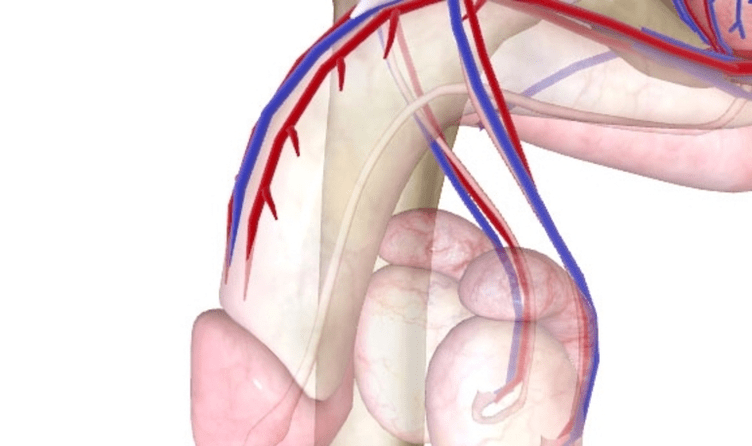 Prastas varpos kraujo tiekimas